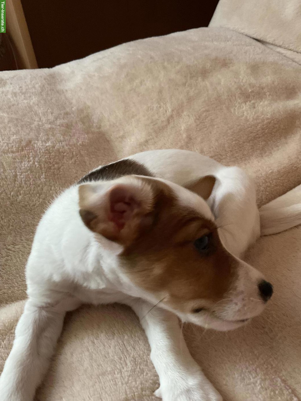 Bild 4: Liebevoll aufgezogene Jack Russell Welpen suchen ein Zuhause