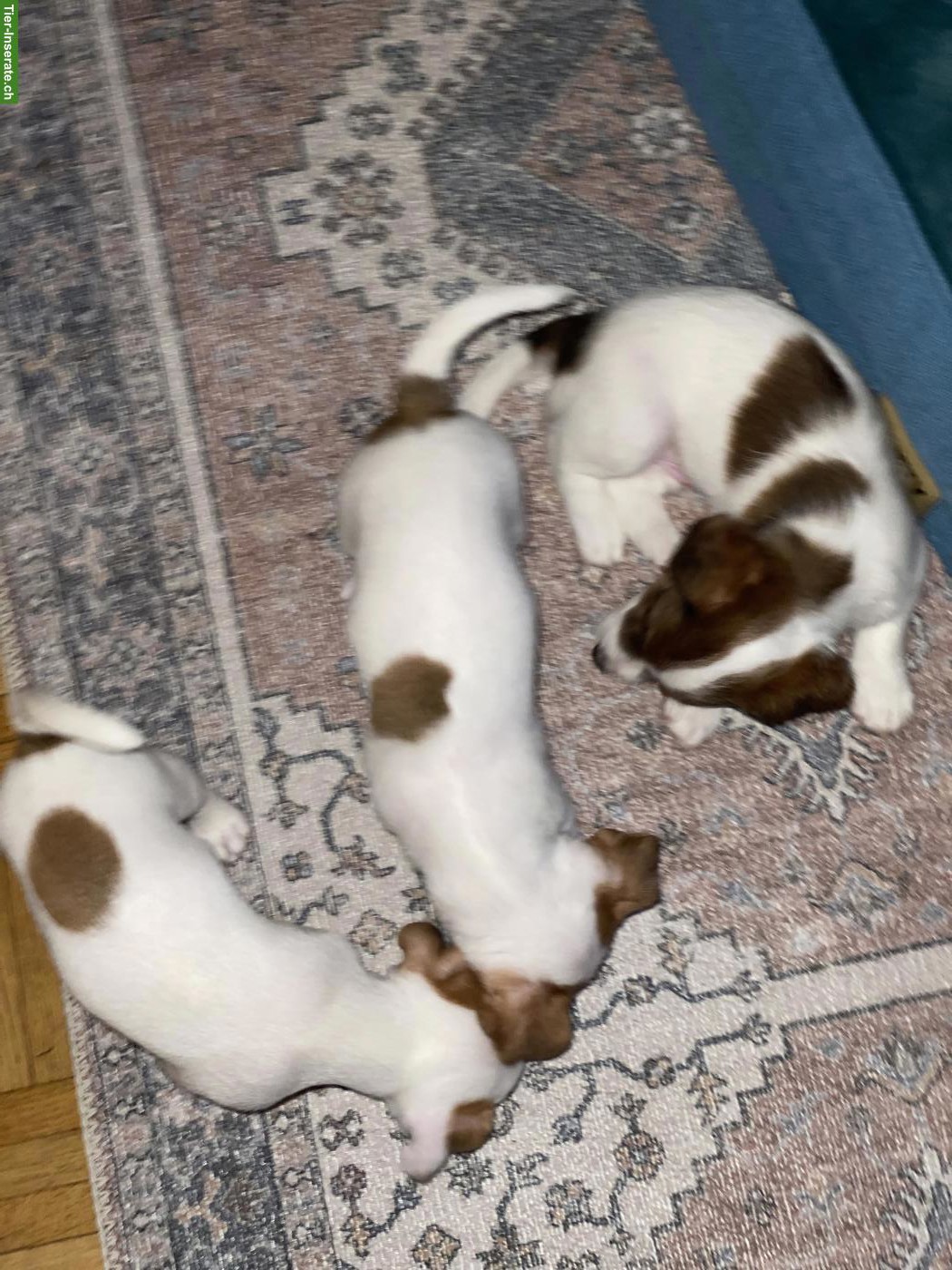 Bild 5: Liebevoll aufgezogene Jack Russell Welpen suchen ein Zuhause