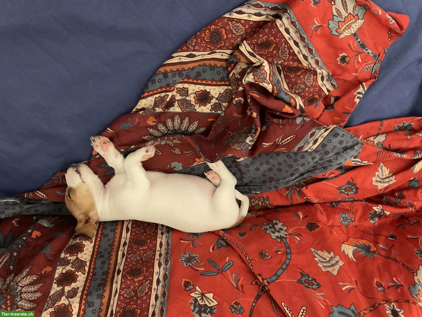 Bild 6: Liebevoll aufgezogene Jack Russell Welpen suchen ein Zuhause