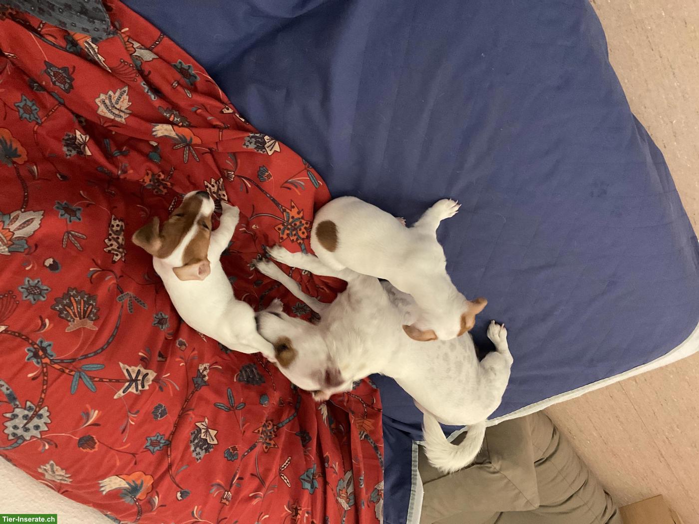 Bild 7: Liebevoll aufgezogene Jack Russell Welpen suchen ein Zuhause