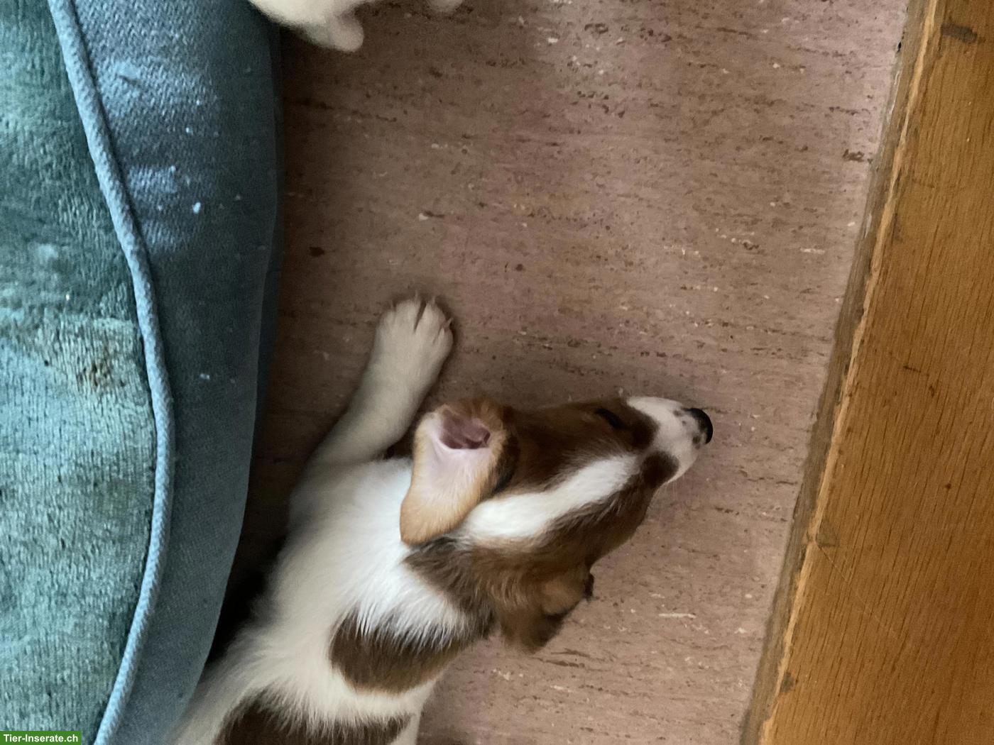 Bild 8: Liebevoll aufgezogene Jack Russell Welpen suchen ein Zuhause