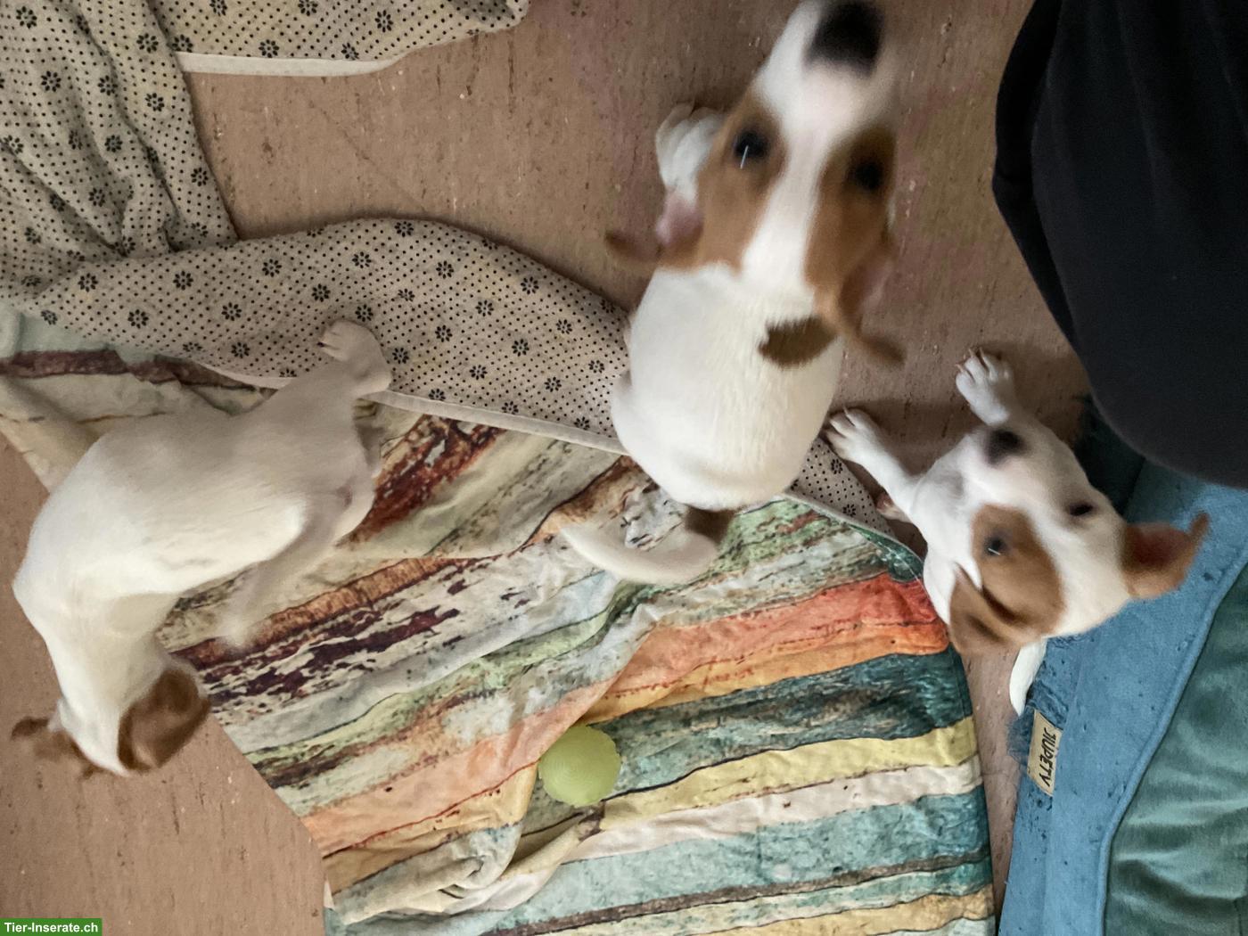 Bild 9: Liebevoll aufgezogene Jack Russell Welpen suchen ein Zuhause