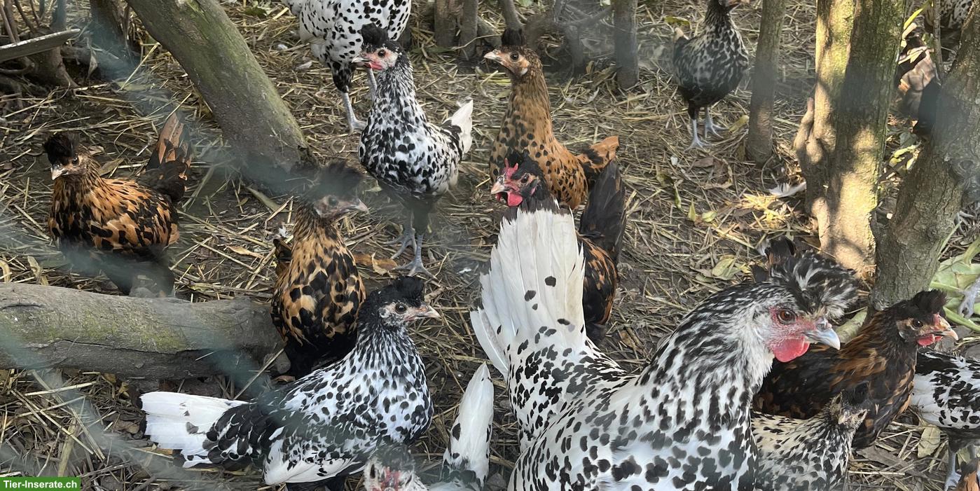 Bild 2: 3 Appenzeller Spitzhauben Junghennen
