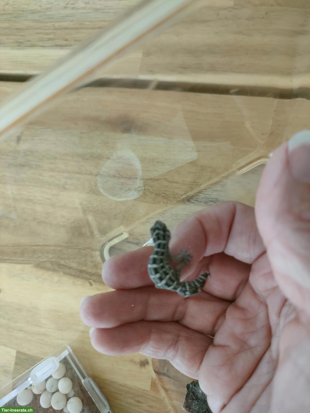 Rübenschwanz Viperngecko Babys