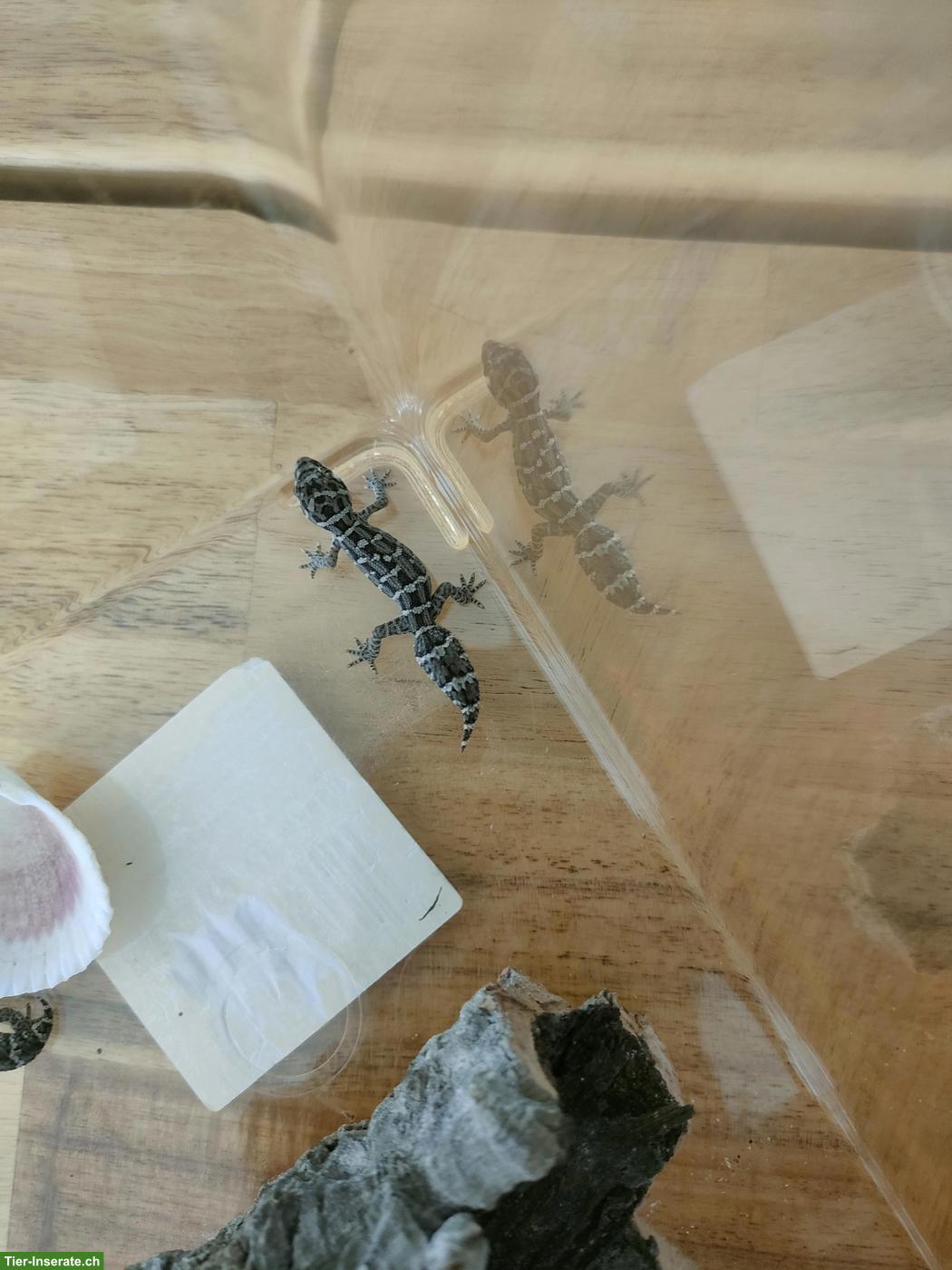 Bild 2: Rübenschwanz Viperngecko Babys