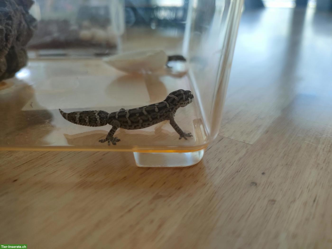Bild 3: Rübenschwanz Viperngecko Babys