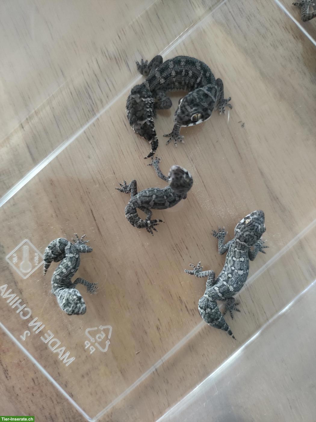 Bild 4: Rübenschwanz Viperngecko Babys