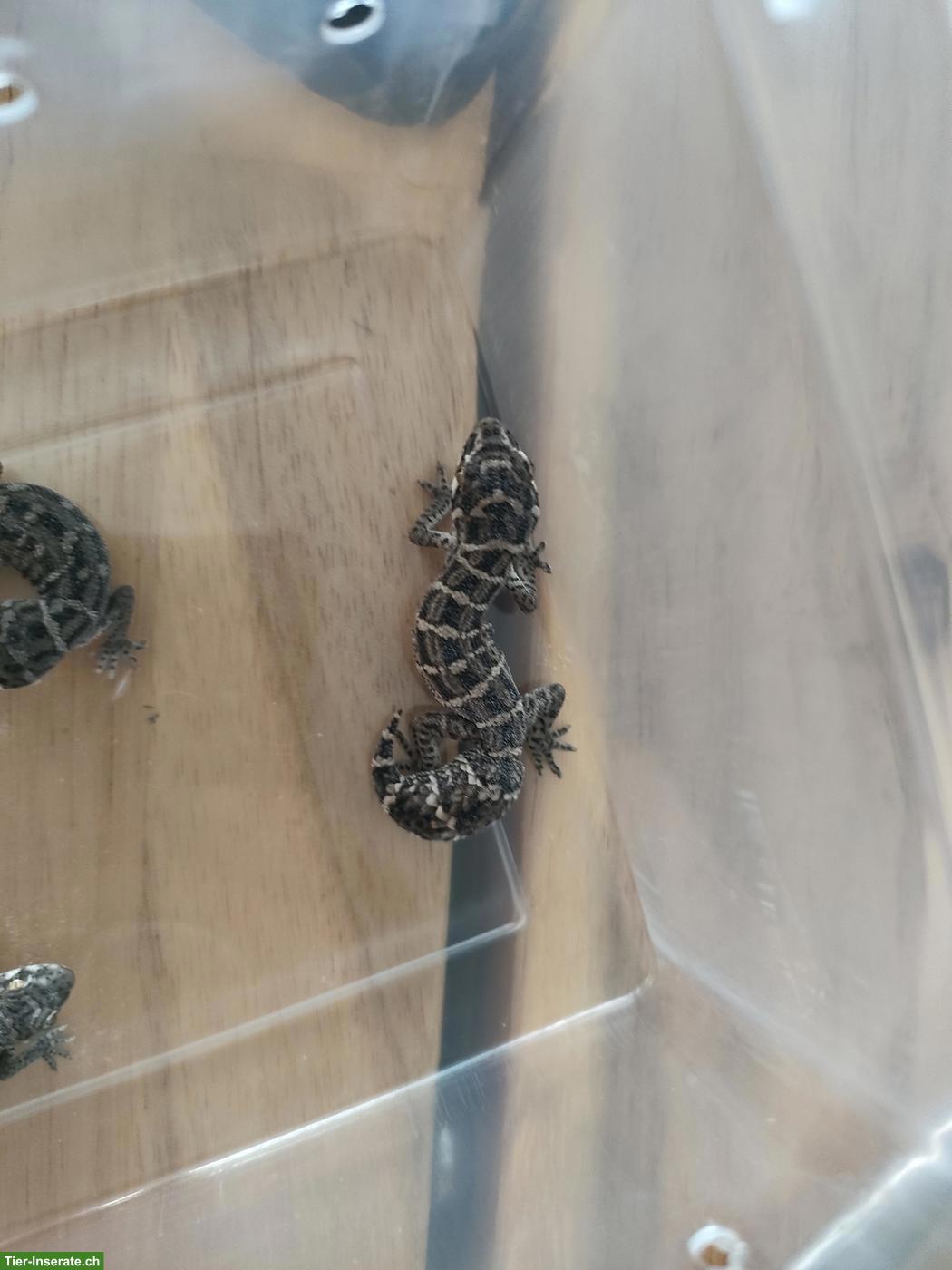 Bild 5: Rübenschwanz Viperngecko Babys