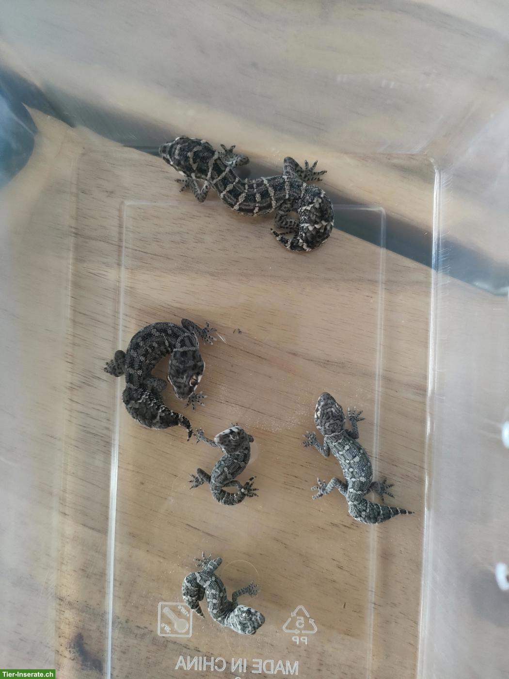 Bild 6: Rübenschwanz Viperngecko Babys