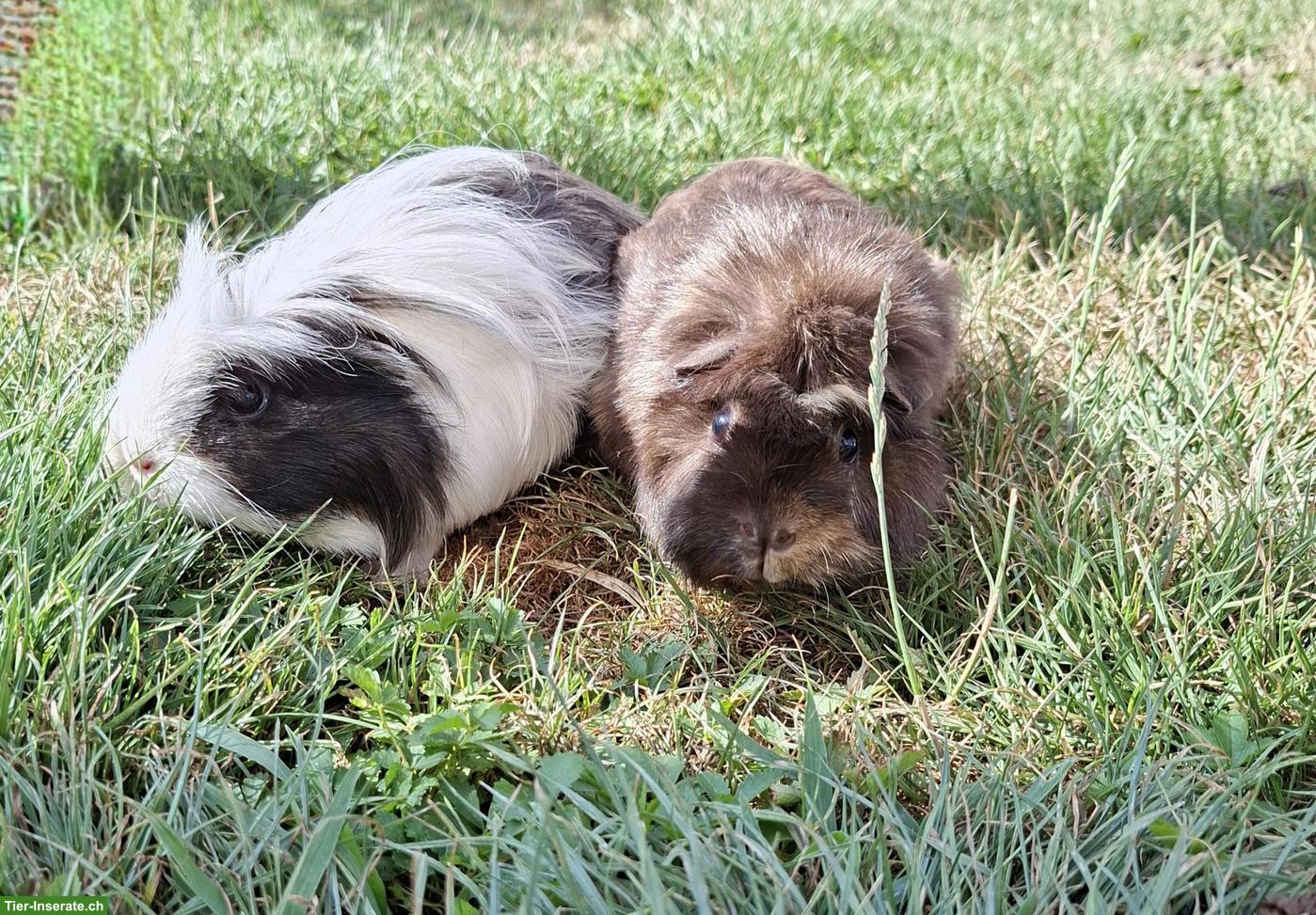 Herzige Meerschweinchen suchen ein Zuhause