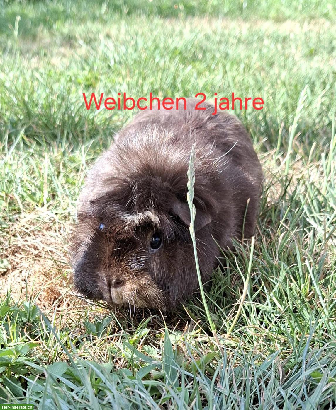 Bild 3: Herzige Meerschweinchen suchen ein Zuhause