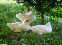 Australorps Hennen in weiss & schwarz