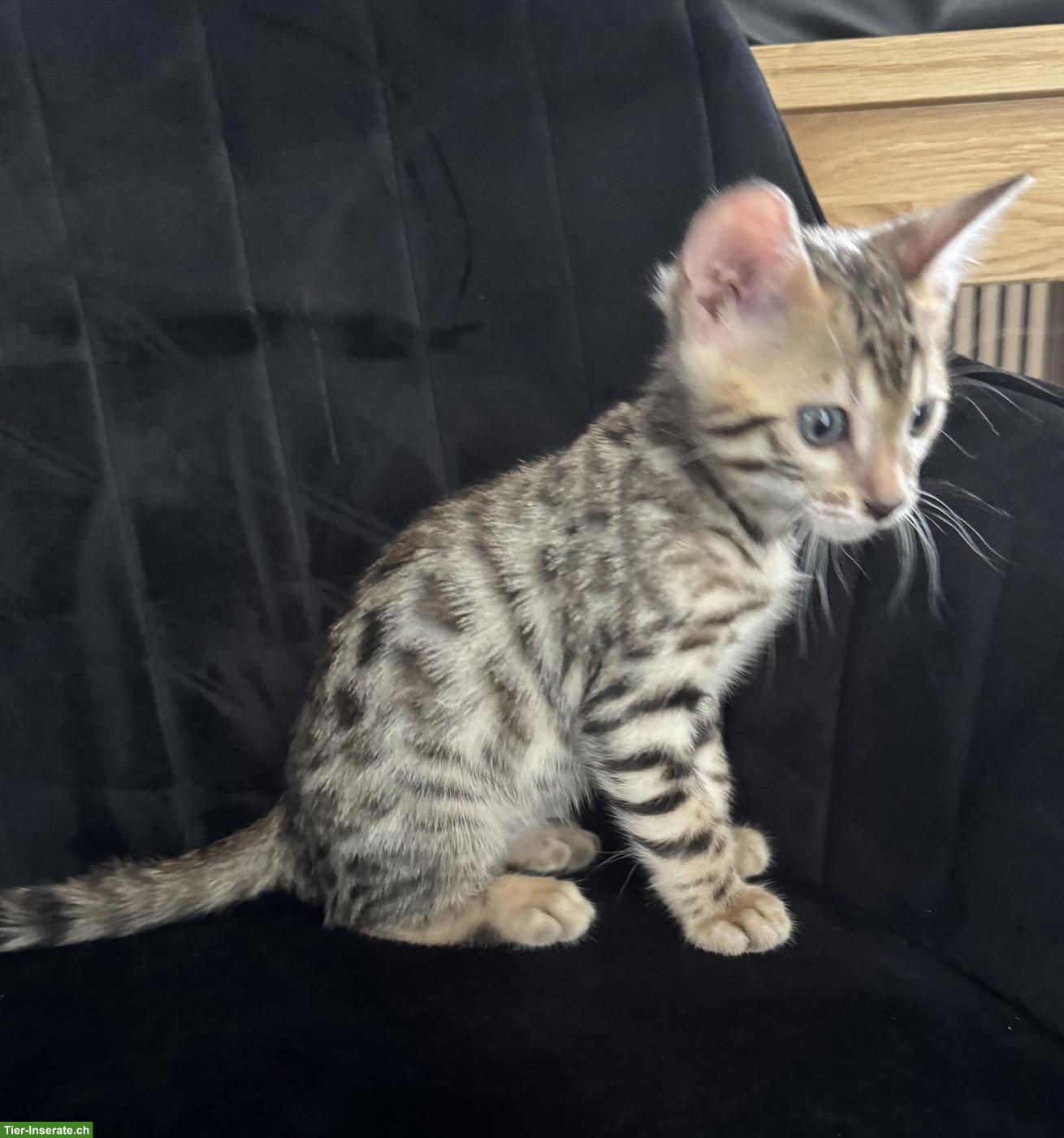 Wunderschöne Bengalkitten suchen liebevolles Zuhause