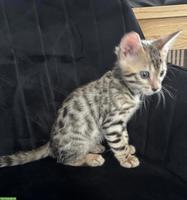 Wunderschöne Bengalkitten suchen liebevolles Zuhause