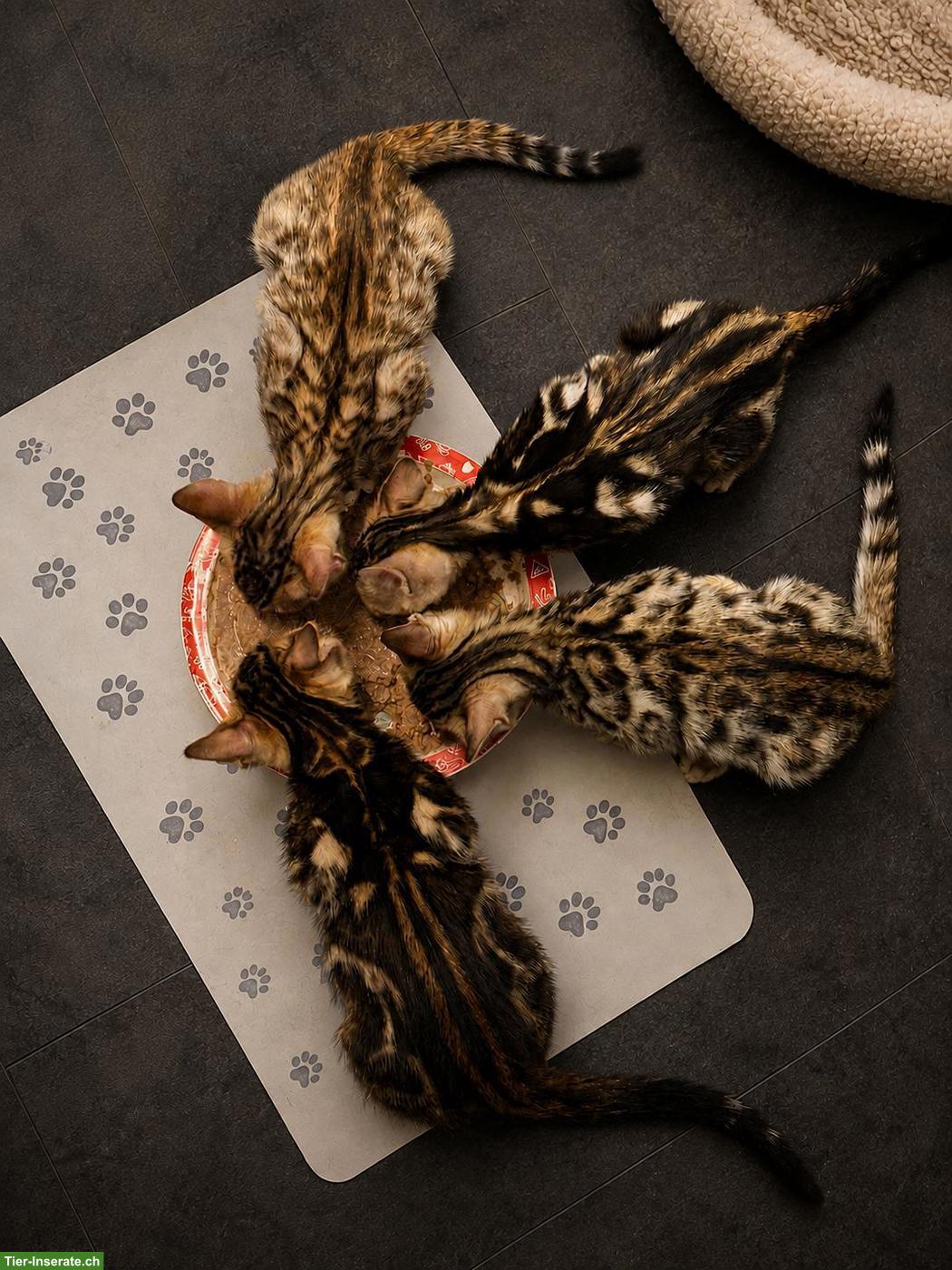 Bild 2: Wunderschöne Bengalkitten suchen liebevolles Zuhause