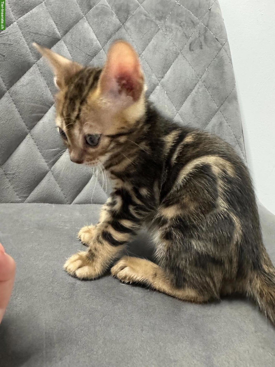 Bild 3: Wunderschöne Bengalkitten suchen liebevolles Zuhause