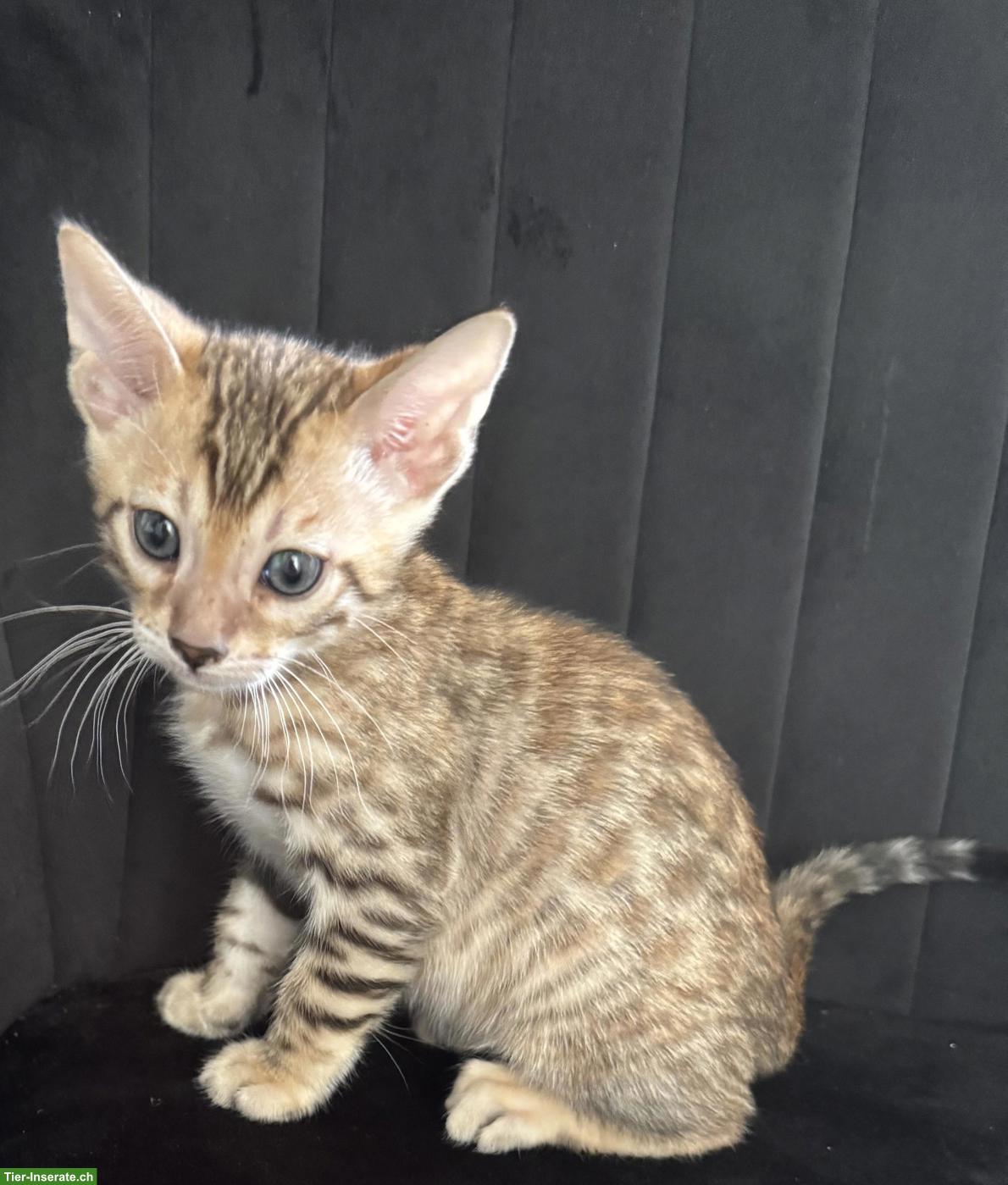 Bild 4: Wunderschöne Bengalkitten suchen liebevolles Zuhause