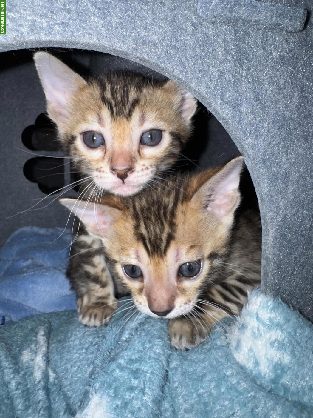 Bild 5: Wunderschöne Bengalkitten suchen liebevolles Zuhause