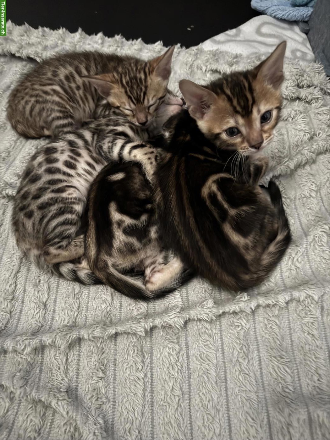 Bild 6: Wunderschöne Bengalkitten suchen liebevolles Zuhause
