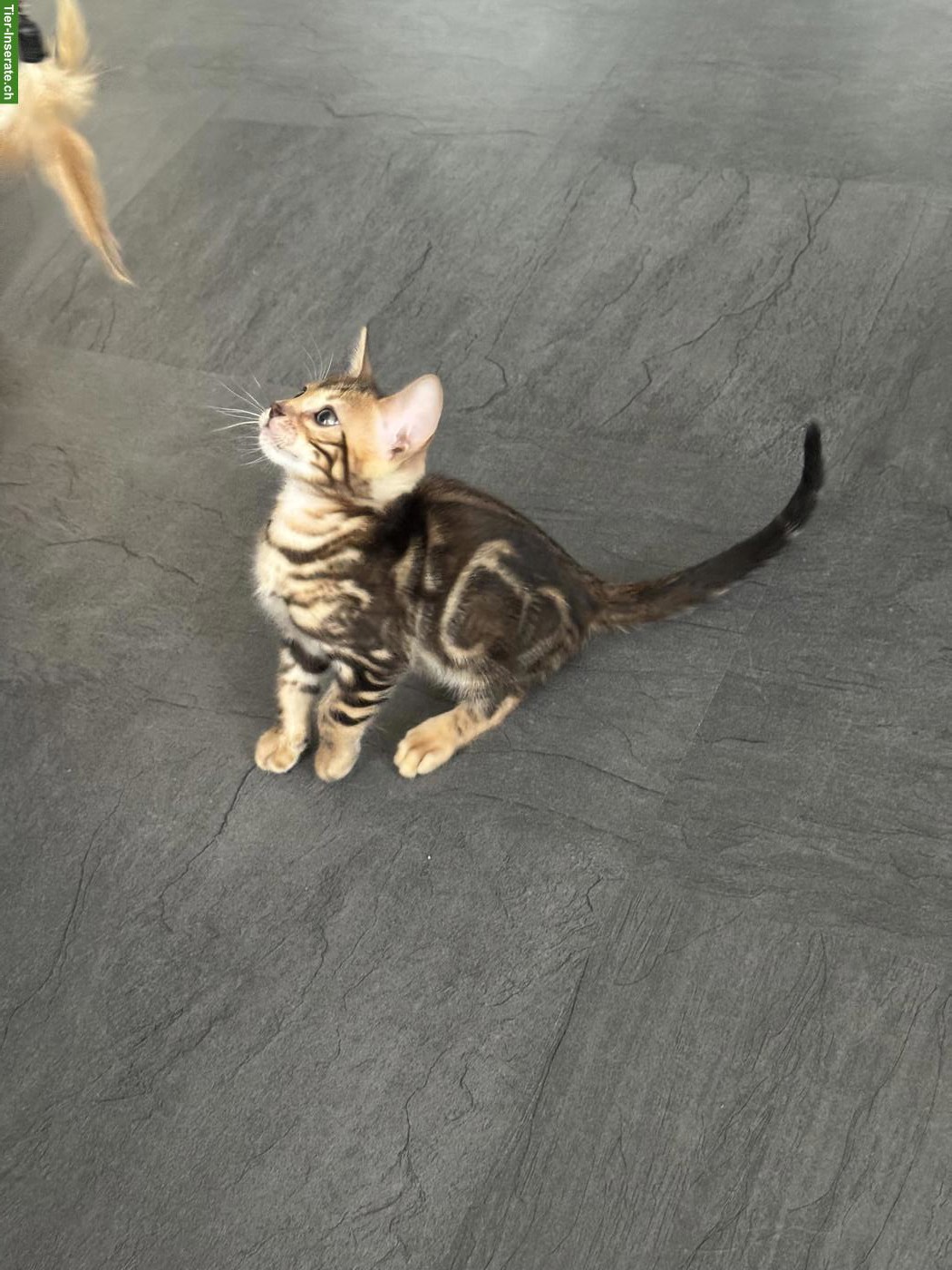 Bild 7: Wunderschöne Bengalkitten suchen liebevolles Zuhause