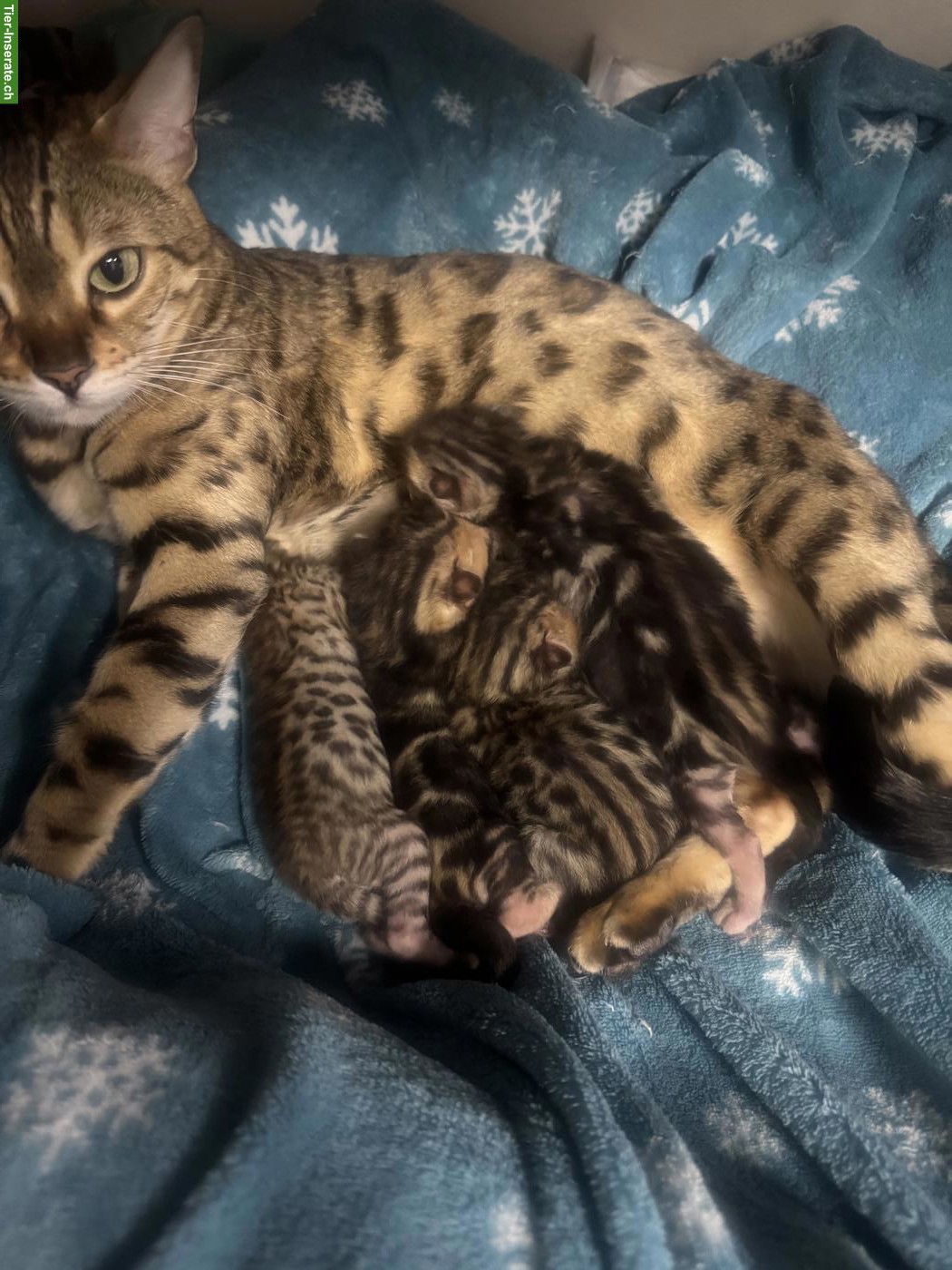 Bild 8: Wunderschöne Bengalkitten suchen liebevolles Zuhause