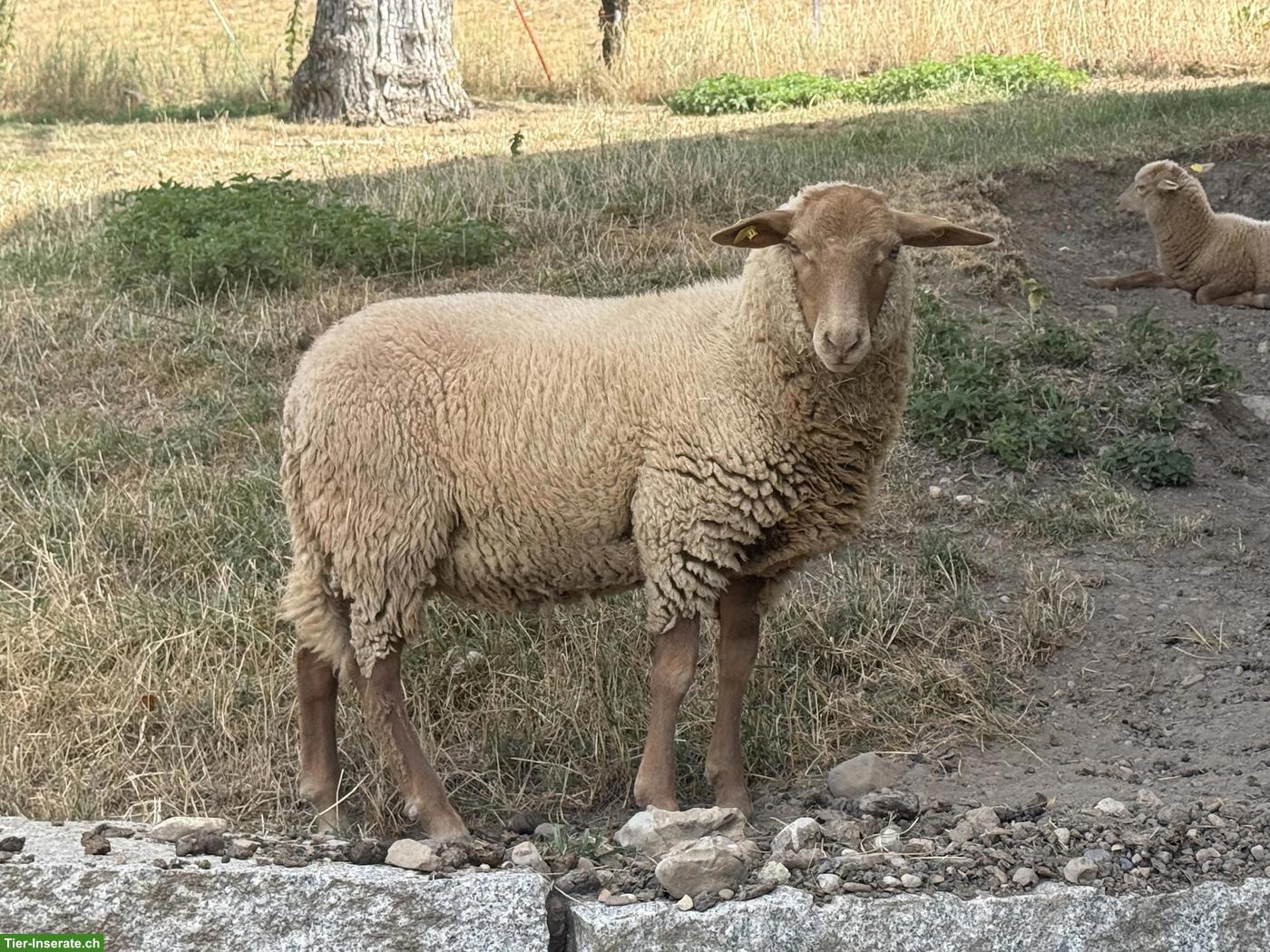 Bild 3: Coburger Fuchsschafbock zu verkaufen