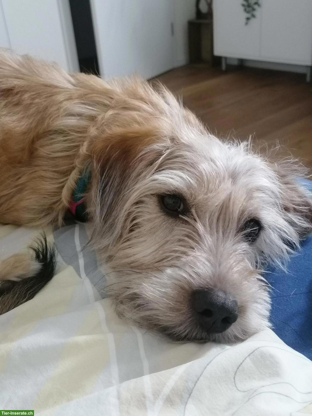 Hündin Nala sucht ruhiges, liebevolles Zuhause