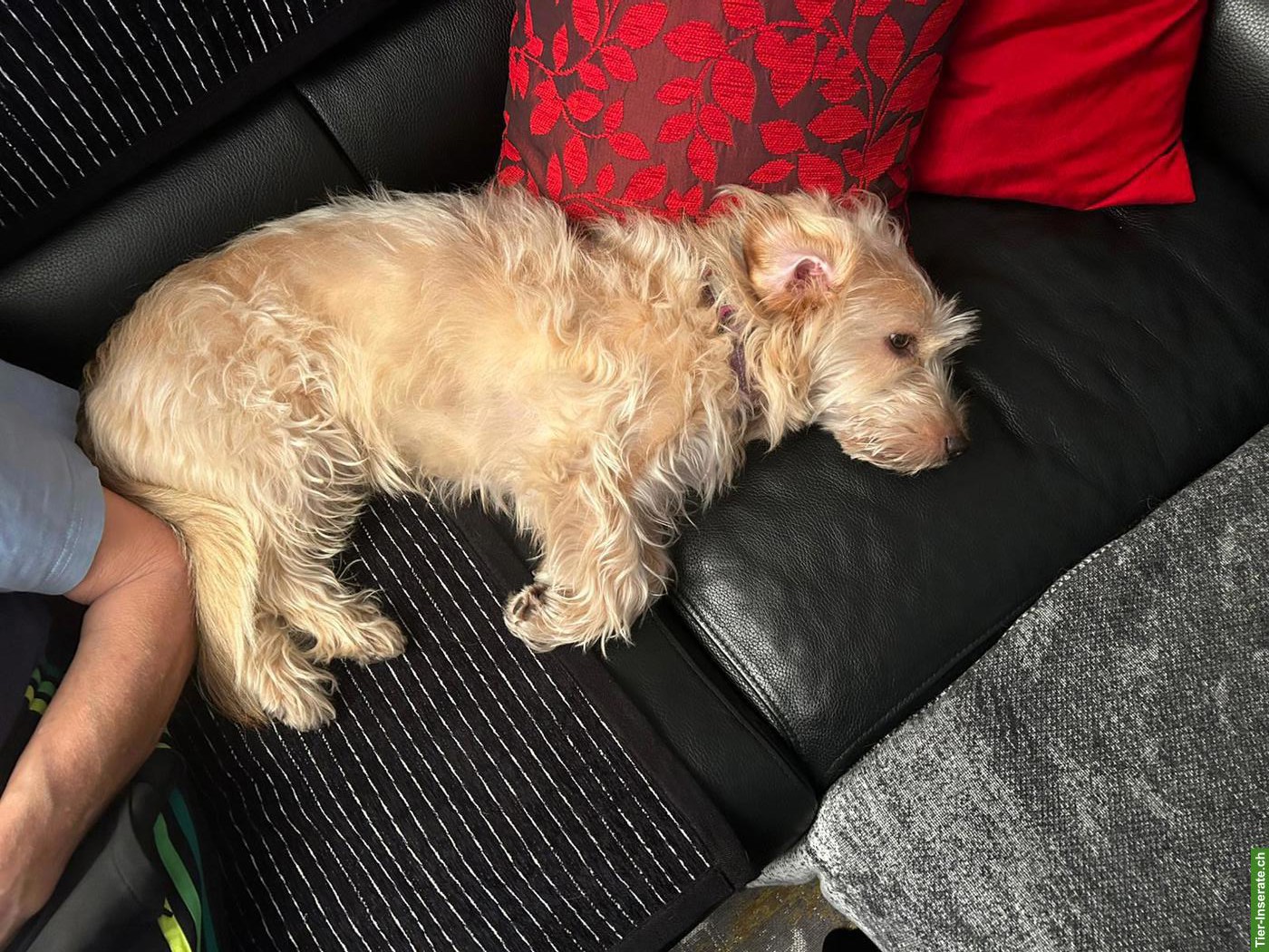 Bild 5: Hündin Nala sucht ruhiges, liebevolles Zuhause