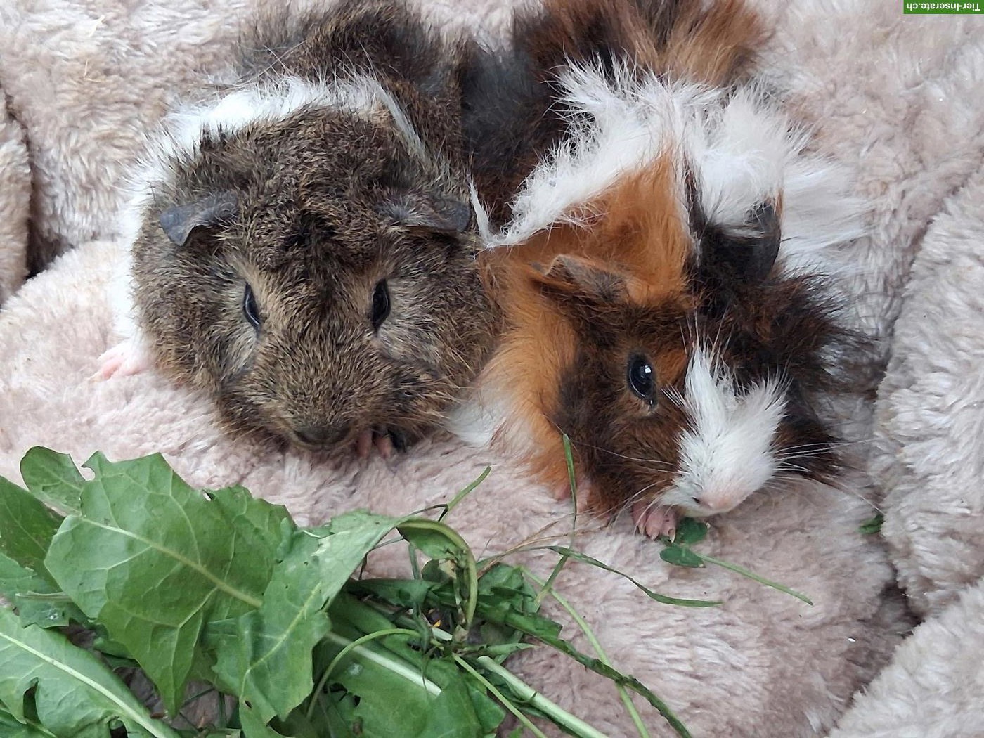 Herzige junge Meerschweinchen Strubbeli zu verkaufen