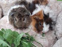 Herzige junge Meerschweinchen Strubbeli zu verkaufen