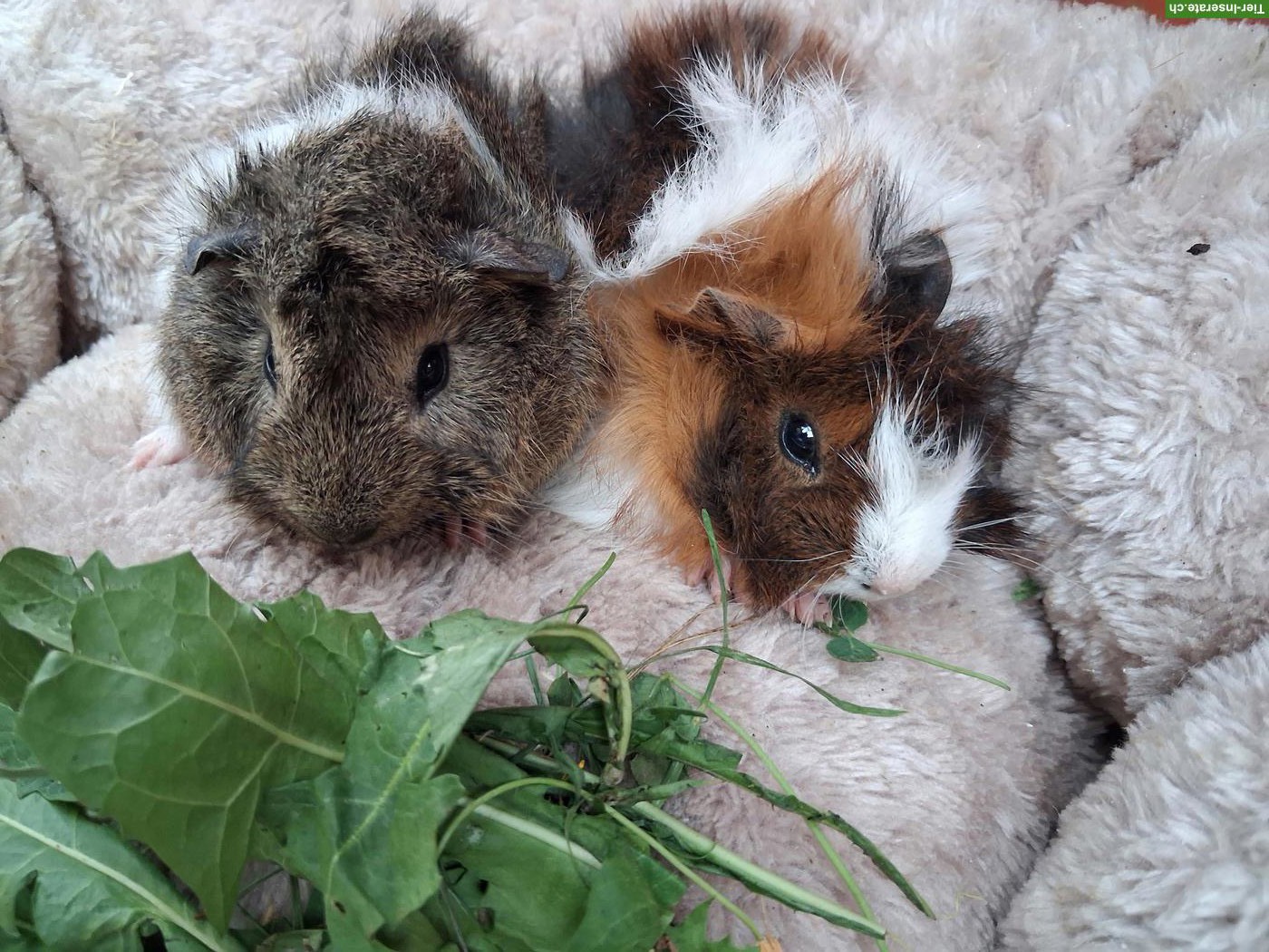 Bild 2: Herzige junge Meerschweinchen Strubbeli zu verkaufen