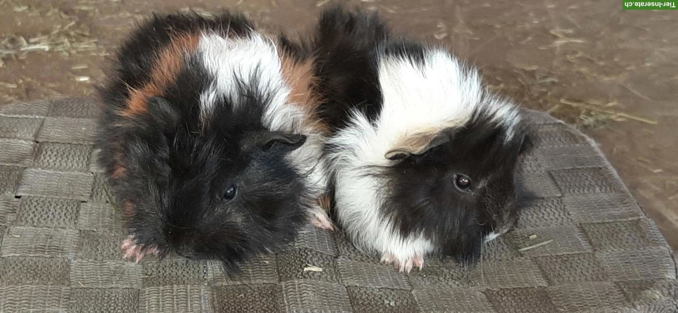 Bild 3: Herzige junge Meerschweinchen Strubbeli zu verkaufen