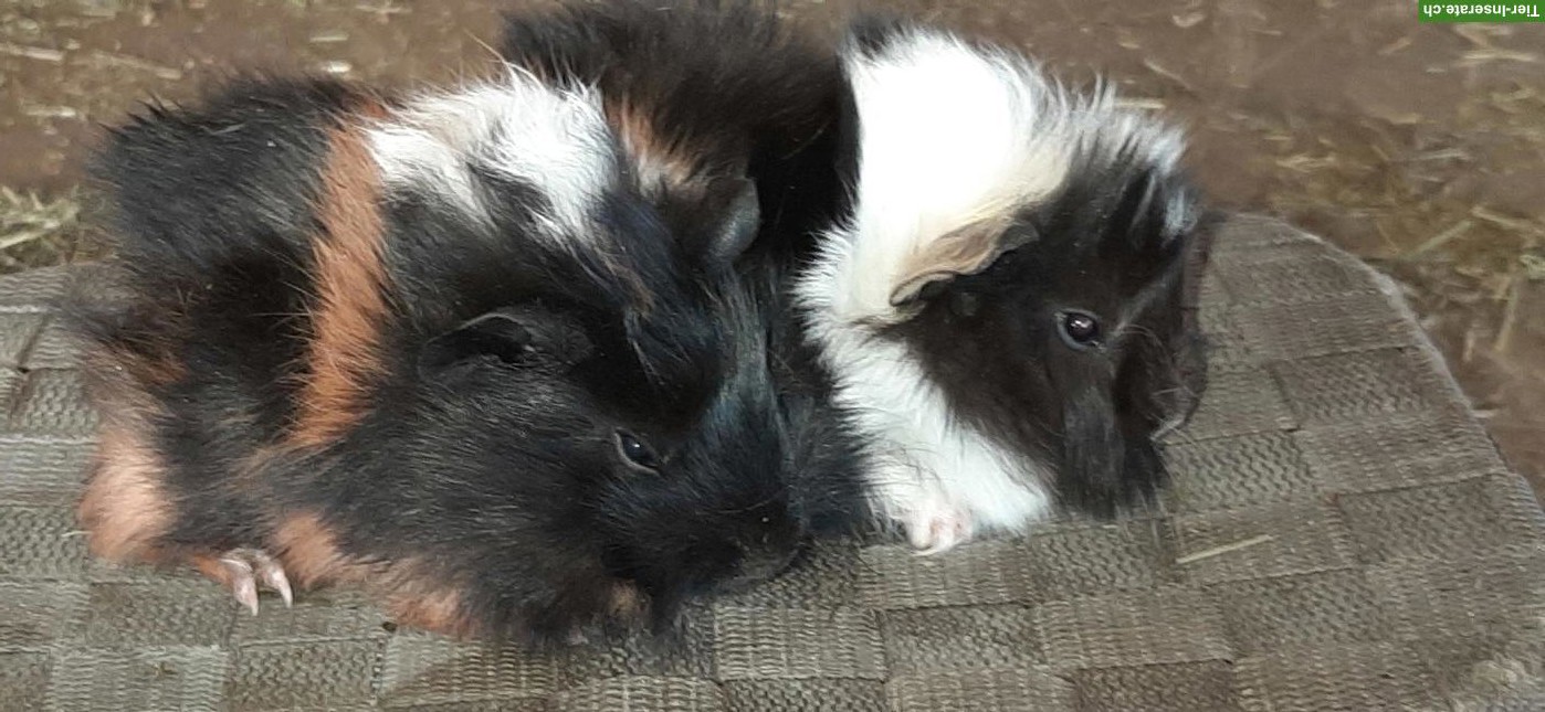 Bild 4: Herzige junge Meerschweinchen Strubbeli zu verkaufen