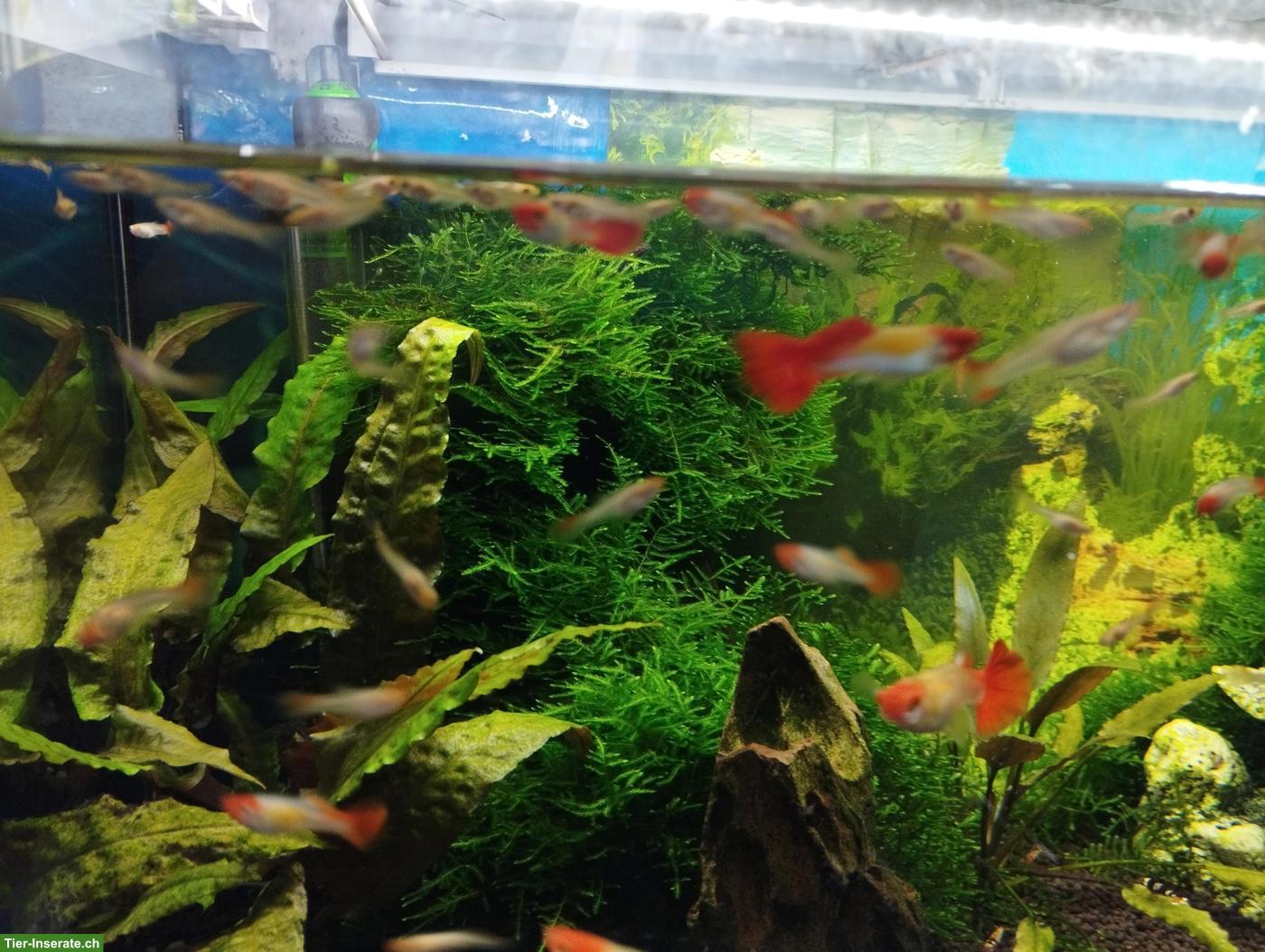 Junge Koi Guppy zu verkaufen