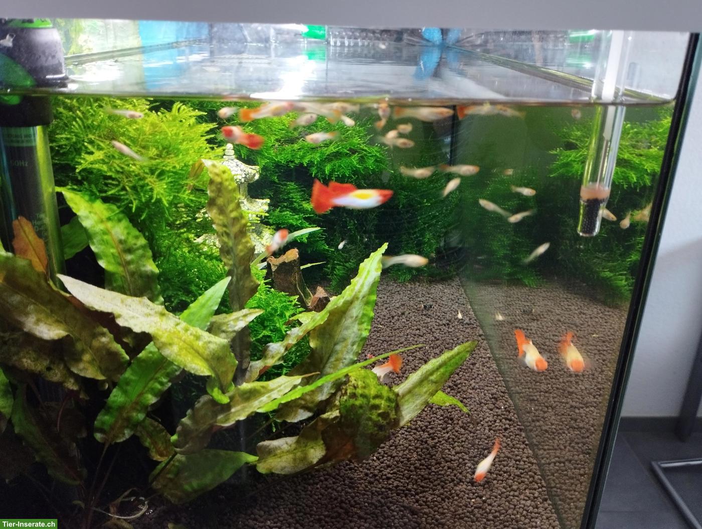 Bild 2: Junge Koi Guppy zu verkaufen