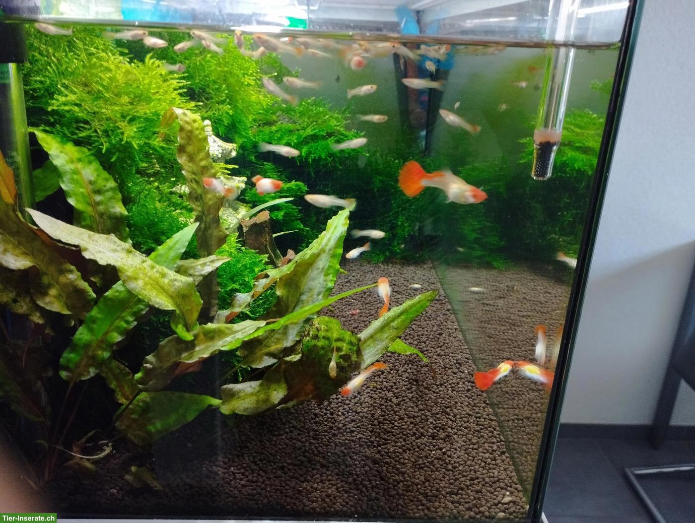 Bild 3: Junge Koi Guppy zu verkaufen