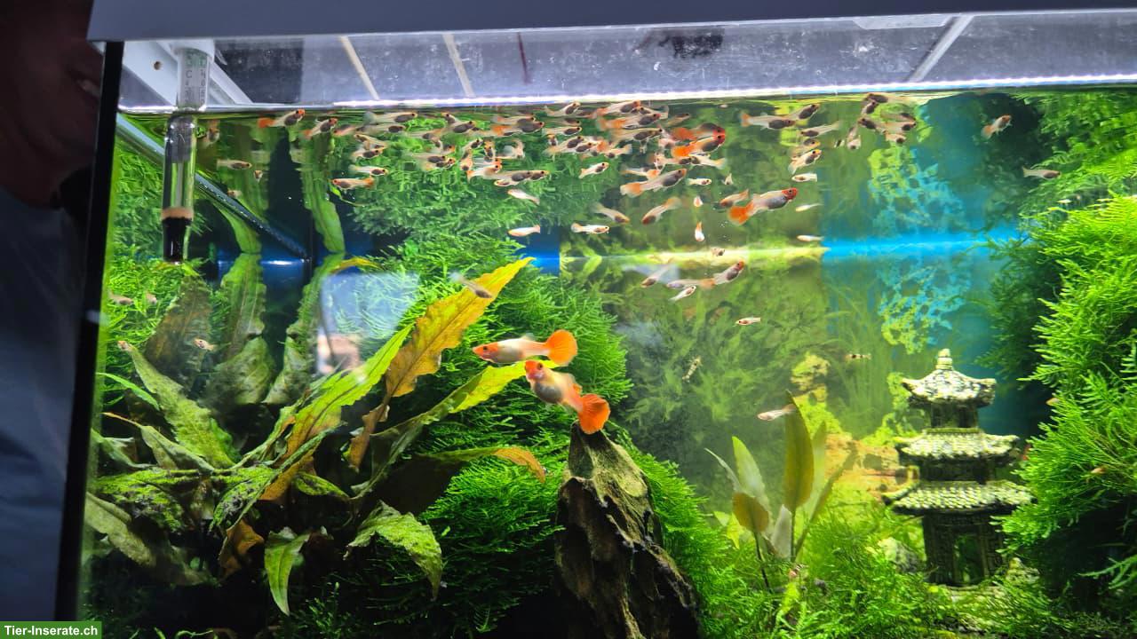 Bild 4: Junge Koi Guppy zu verkaufen