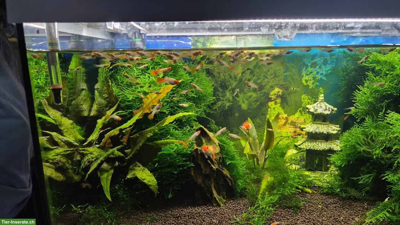 Bild 5: Junge Koi Guppy zu verkaufen