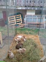 Mischlings Kaninchen zu verkaufen