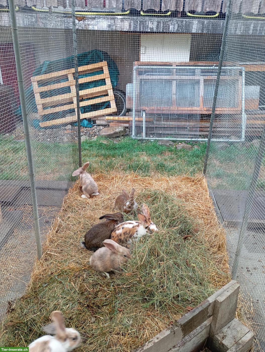 Bild 2: Mischlings Kaninchen zu verkaufen