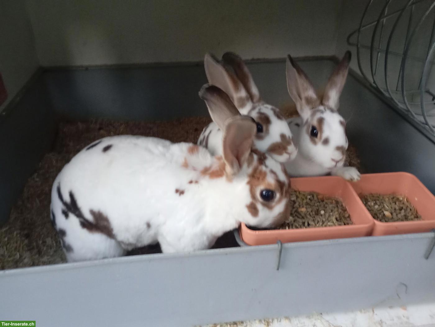 Bild 3: Diverse Kaninchen zu verkaufen