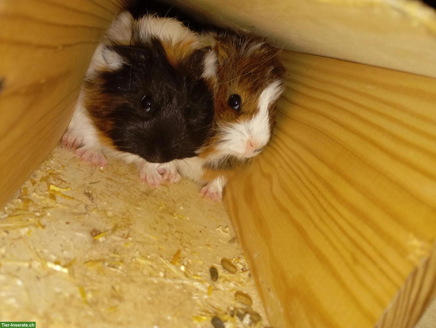 Bild 5: Diverse Kaninchen zu verkaufen