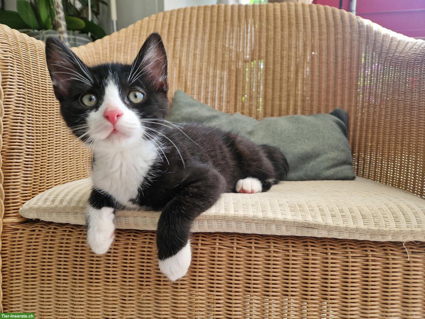 Junger schwarz-weiss Kater sucht Zuhause mit Freigang