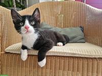 Junger schwarz-weiss Kater sucht Zuhause mit Freigang