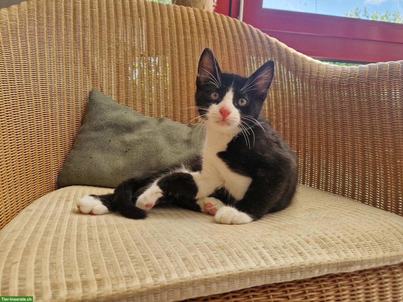 Bild 2: Junger schwarz-weiss Kater sucht Zuhause mit Freigang
