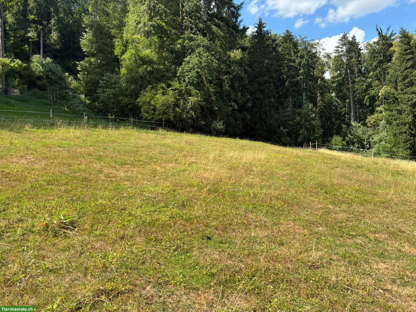 Bild 3: Offenstallplatz für Pferde mit Asthma in Eglisau ZH