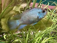 Schmetterlingsbuntbarsche, electric blue, Andinoacara pulcher