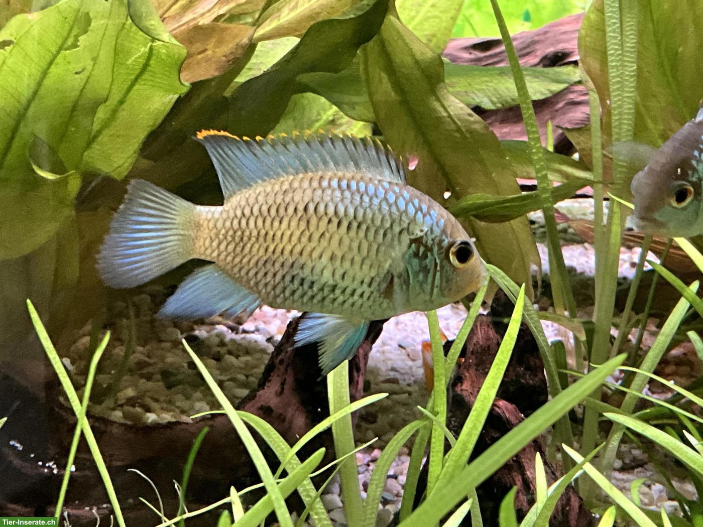 Bild 3: Schmetterlingsbuntbarsche, electric blue, Andinoacara pulcher