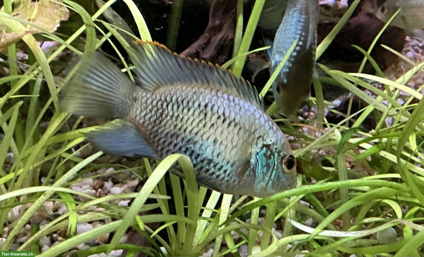Bild 6: Schmetterlingsbuntbarsche, electric blue, Andinoacara pulcher