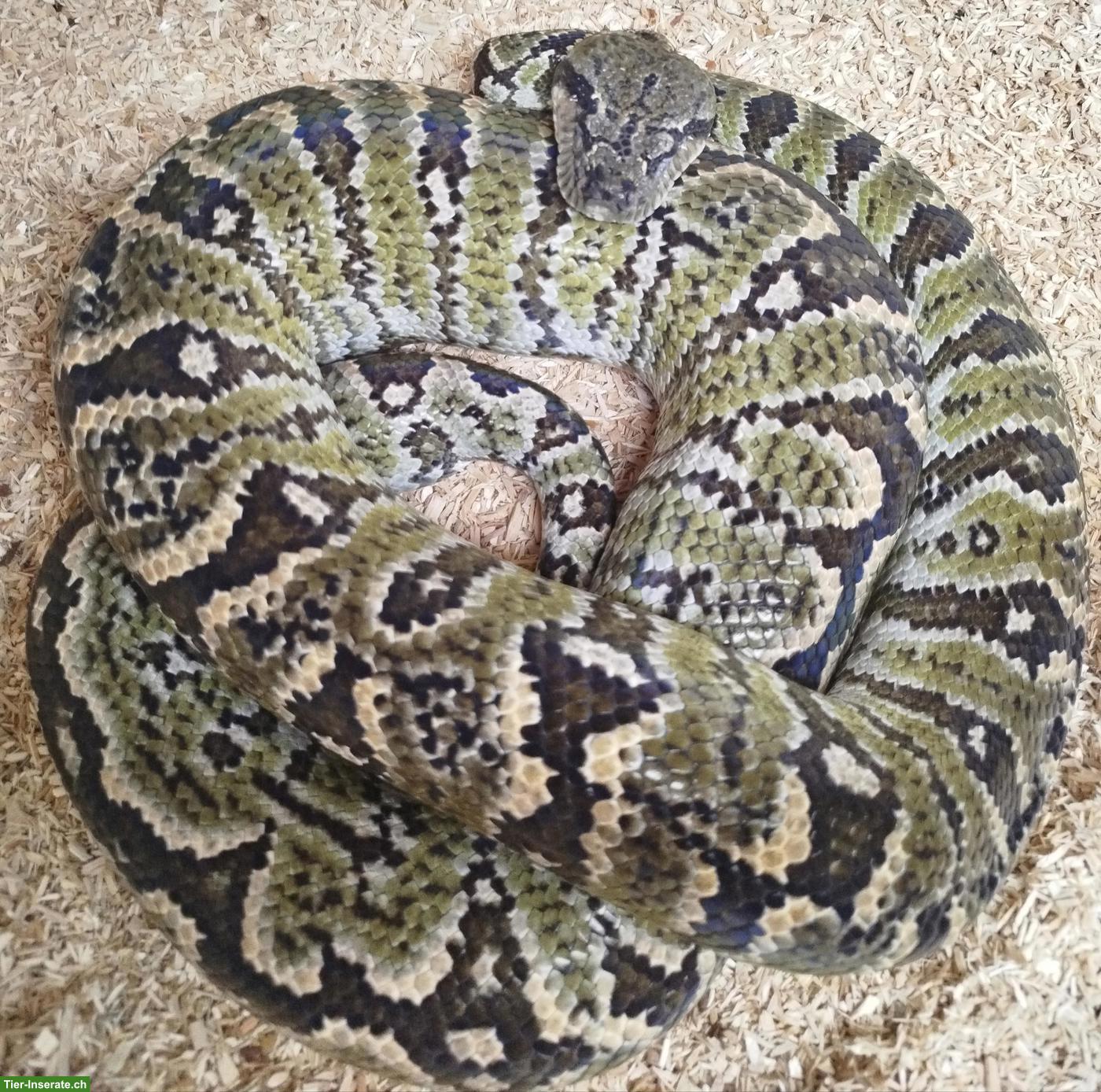 Sanzinia madagascariensis (Madagaskar-Hundskopfboa)